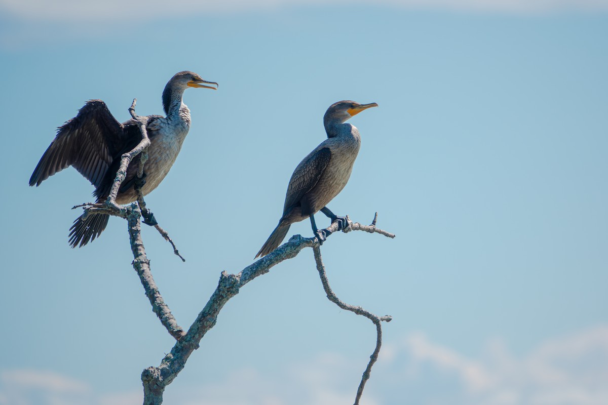Double-crested Cormorant - ML641468423