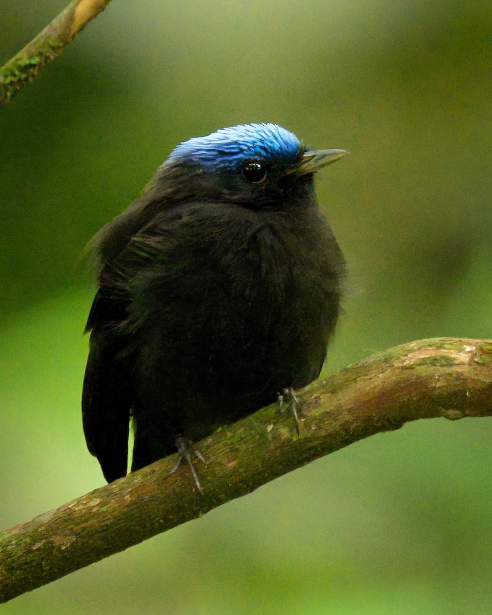 Blue-capped Manakin - ML641468428