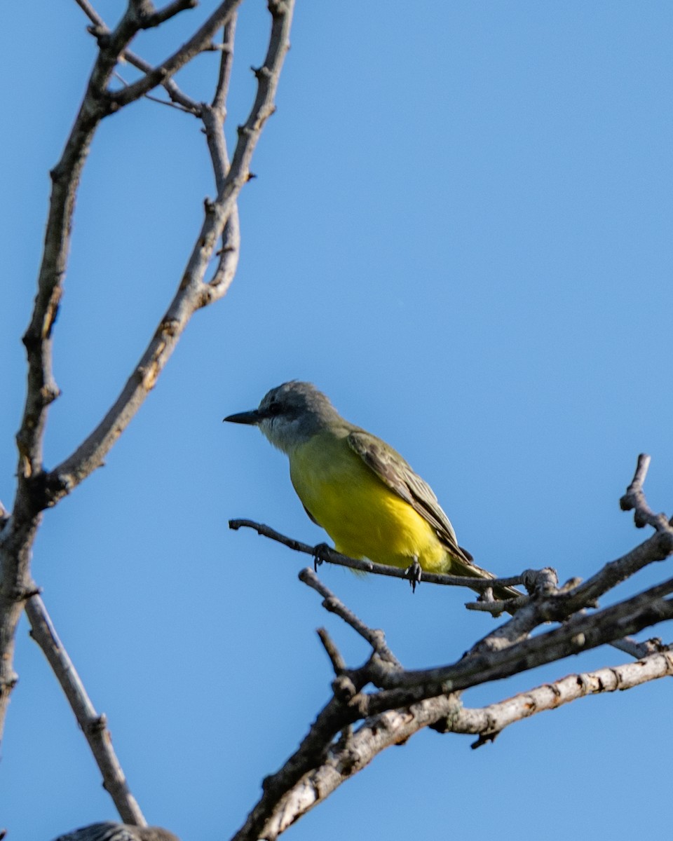 Tropical Kingbird - ML641468429