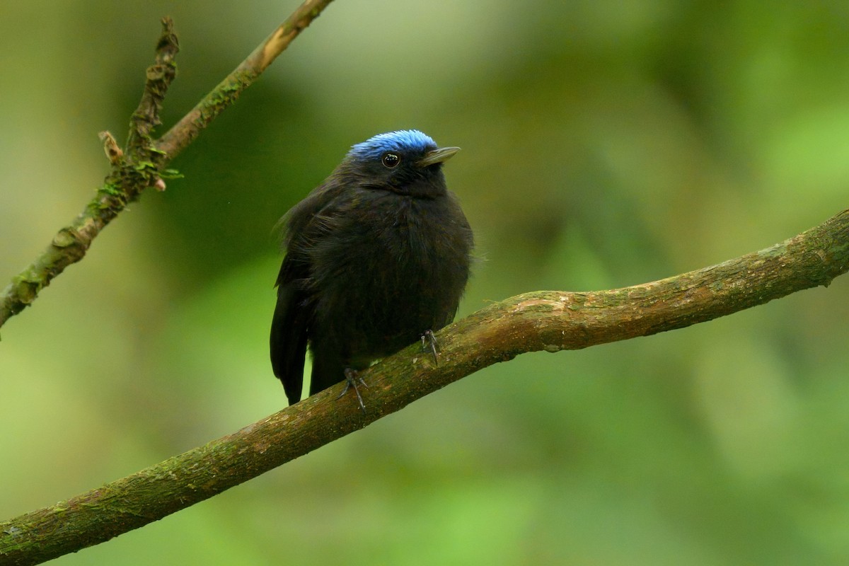Blue-capped Manakin - ML641468432