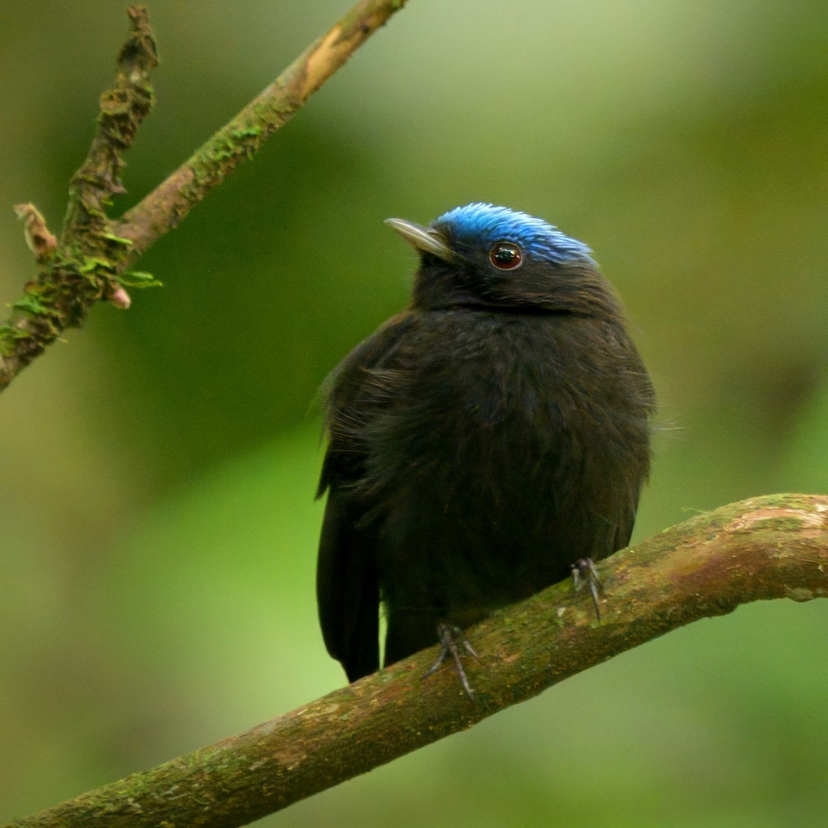 Blue-capped Manakin - ML641468435