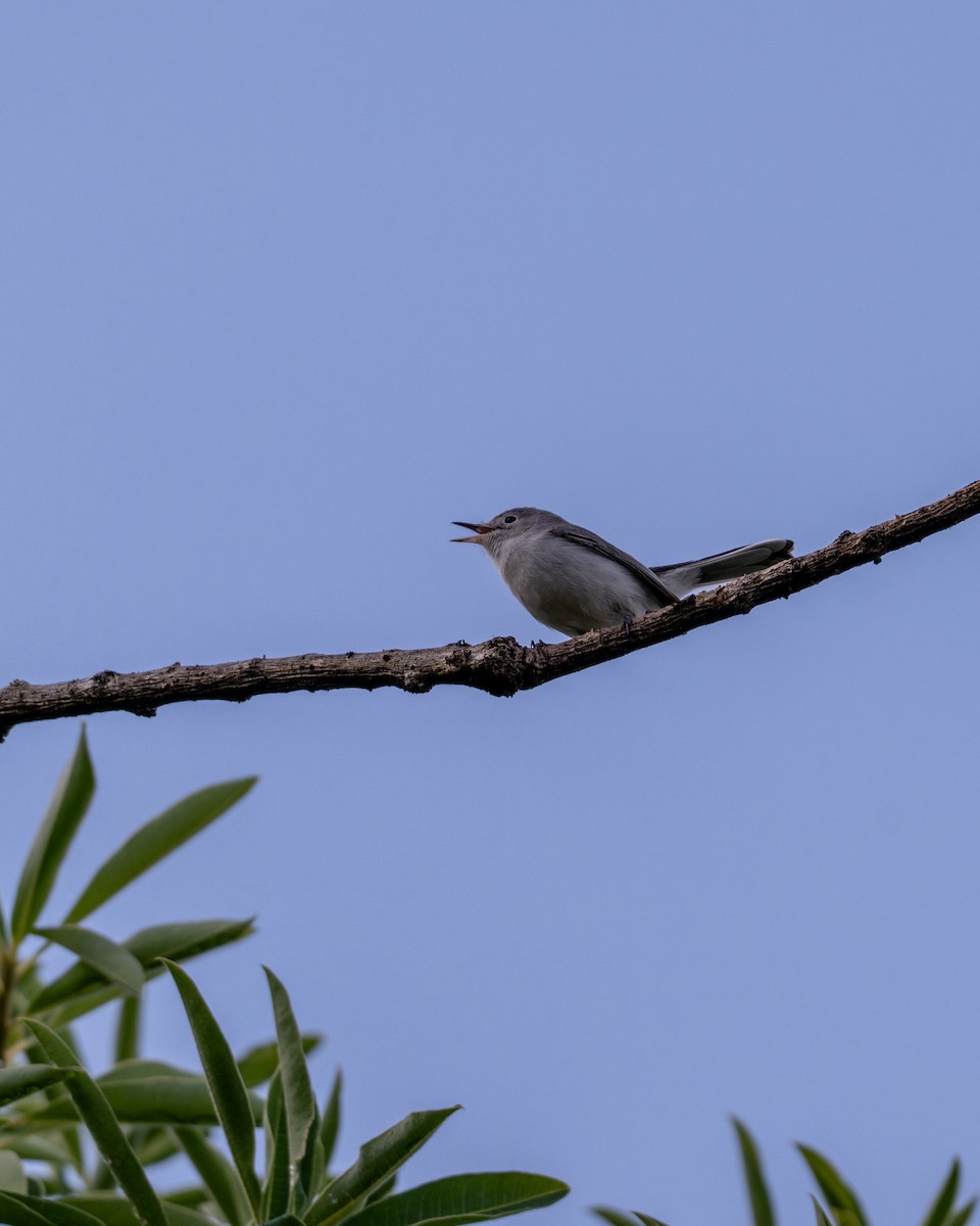 Blue-gray Gnatcatcher - ML641468449
