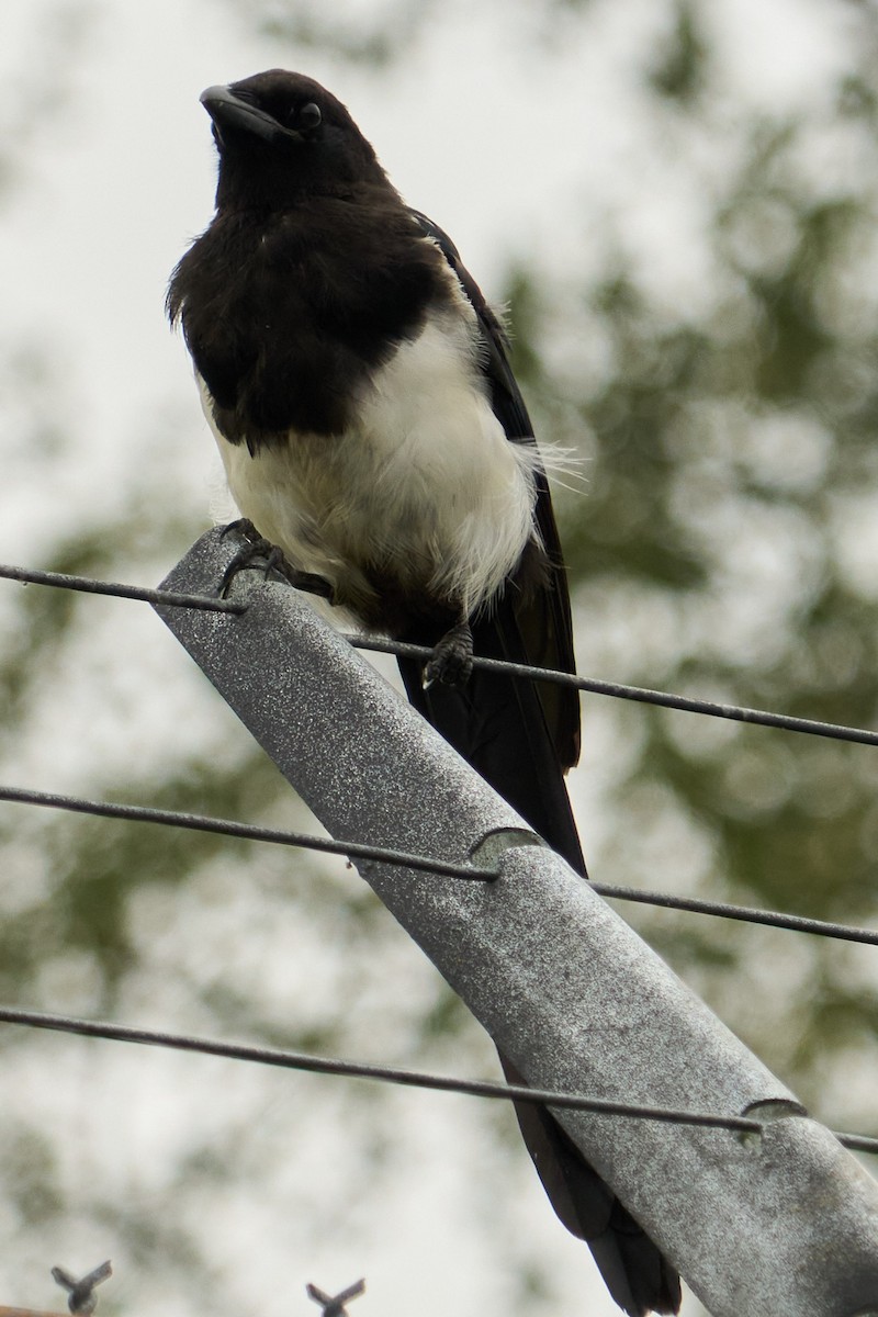 Black-billed Magpie - ML641468454