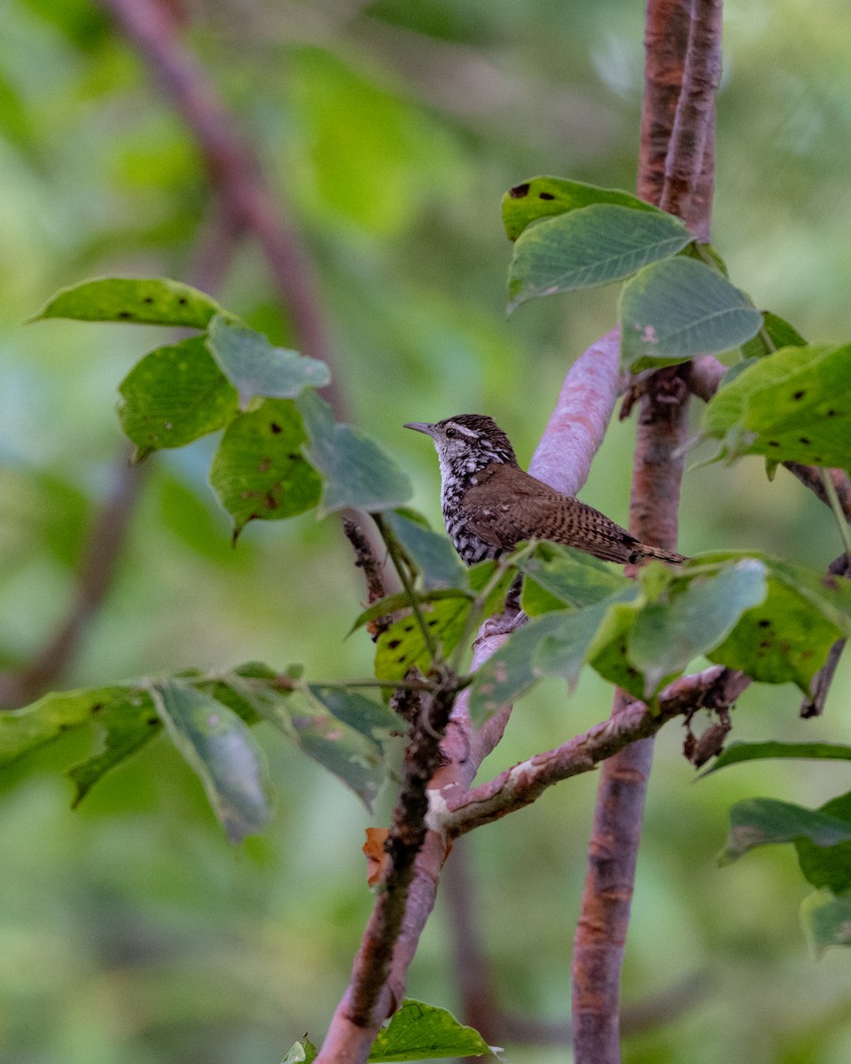 Banded Wren - ML641468461