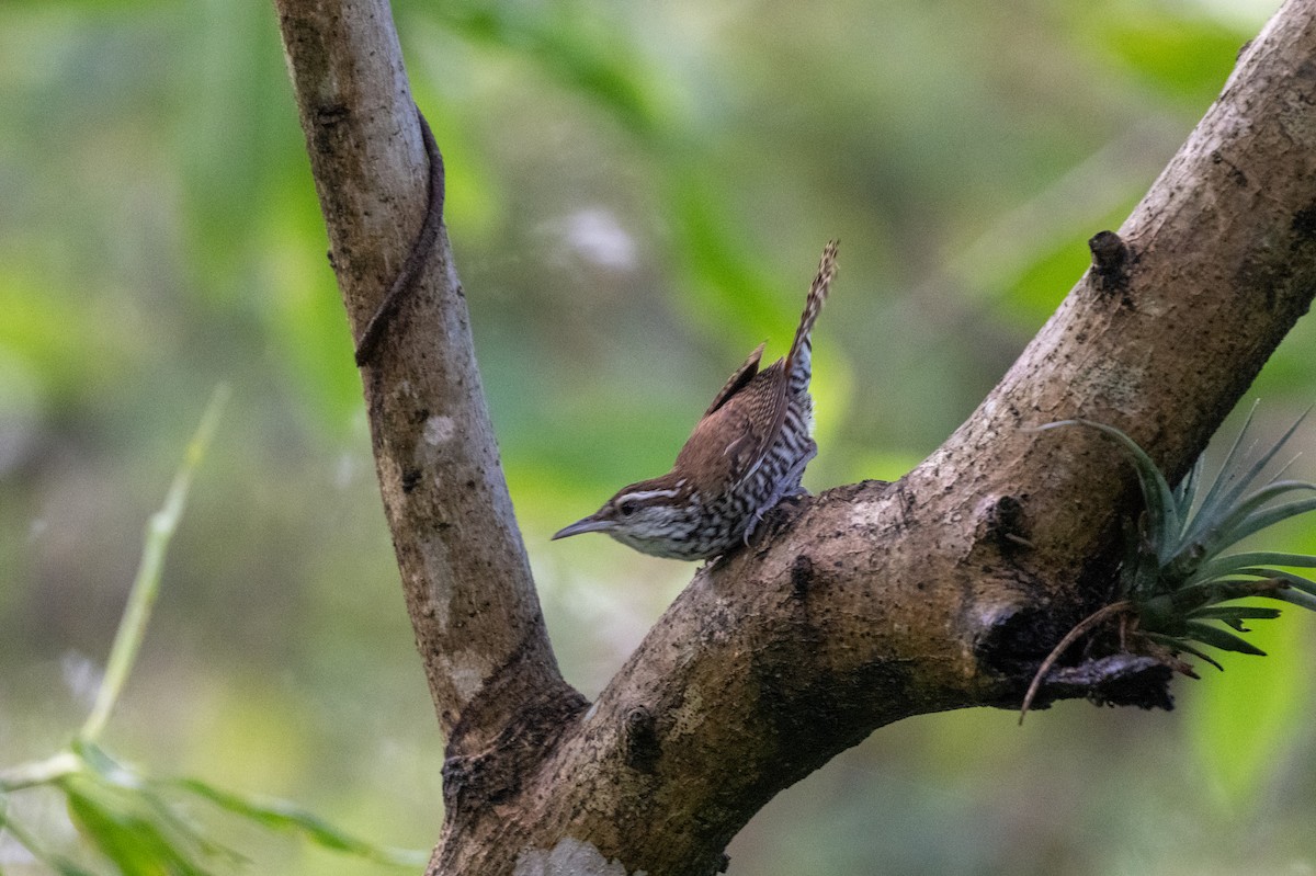 Banded Wren - ML641468462