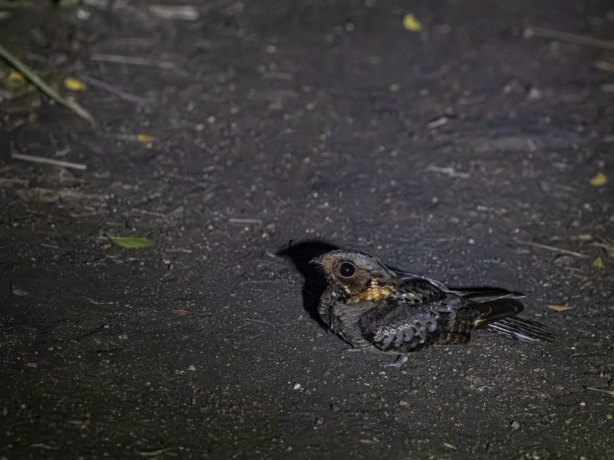 Fiery-necked Nightjar - ML641468467