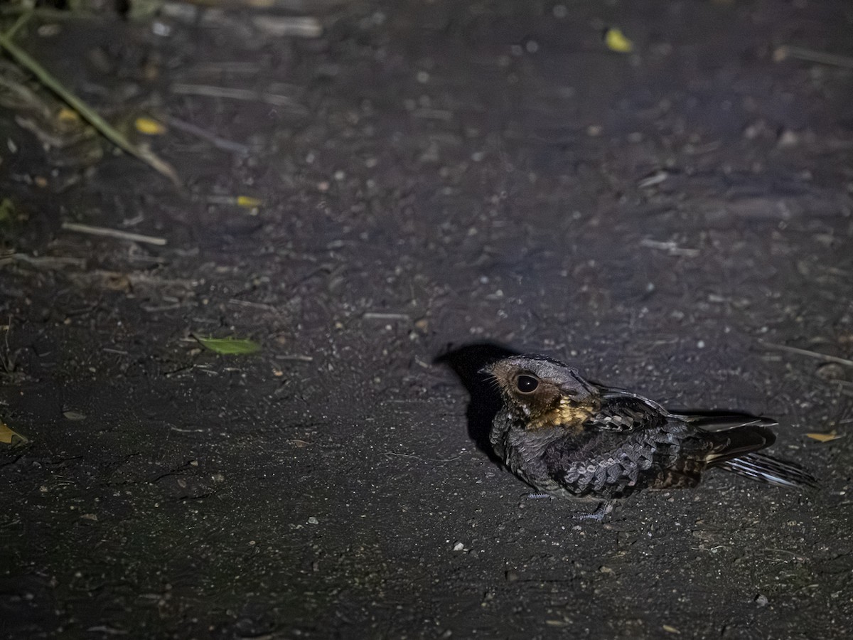 Fiery-necked Nightjar - ML641468468