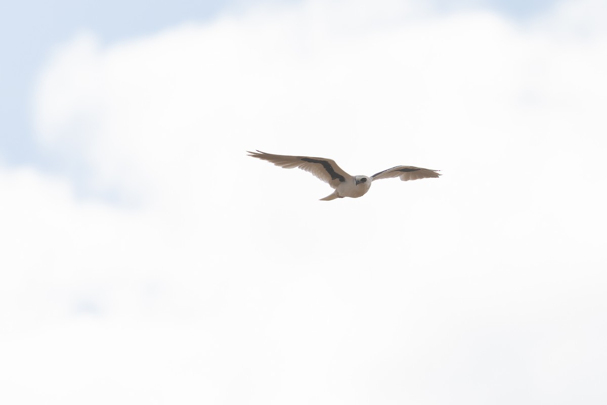 Letter-winged Kite - ML641468470