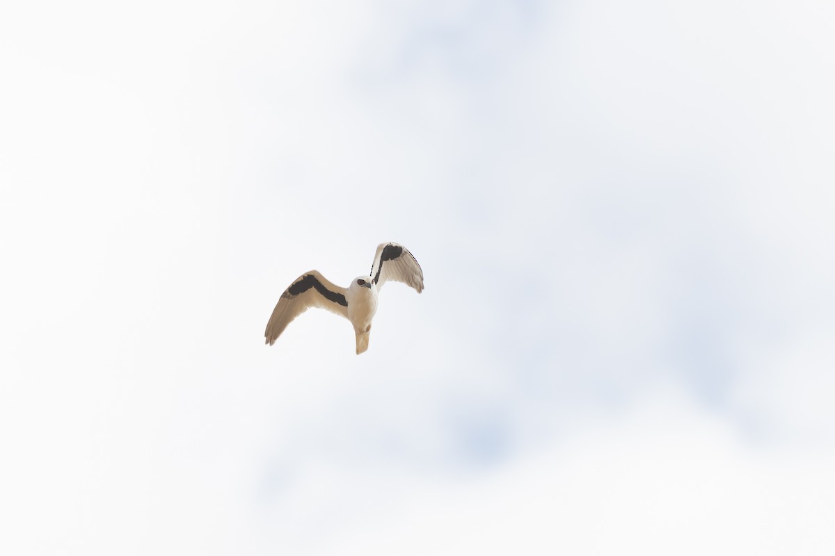 Letter-winged Kite - ML641468471