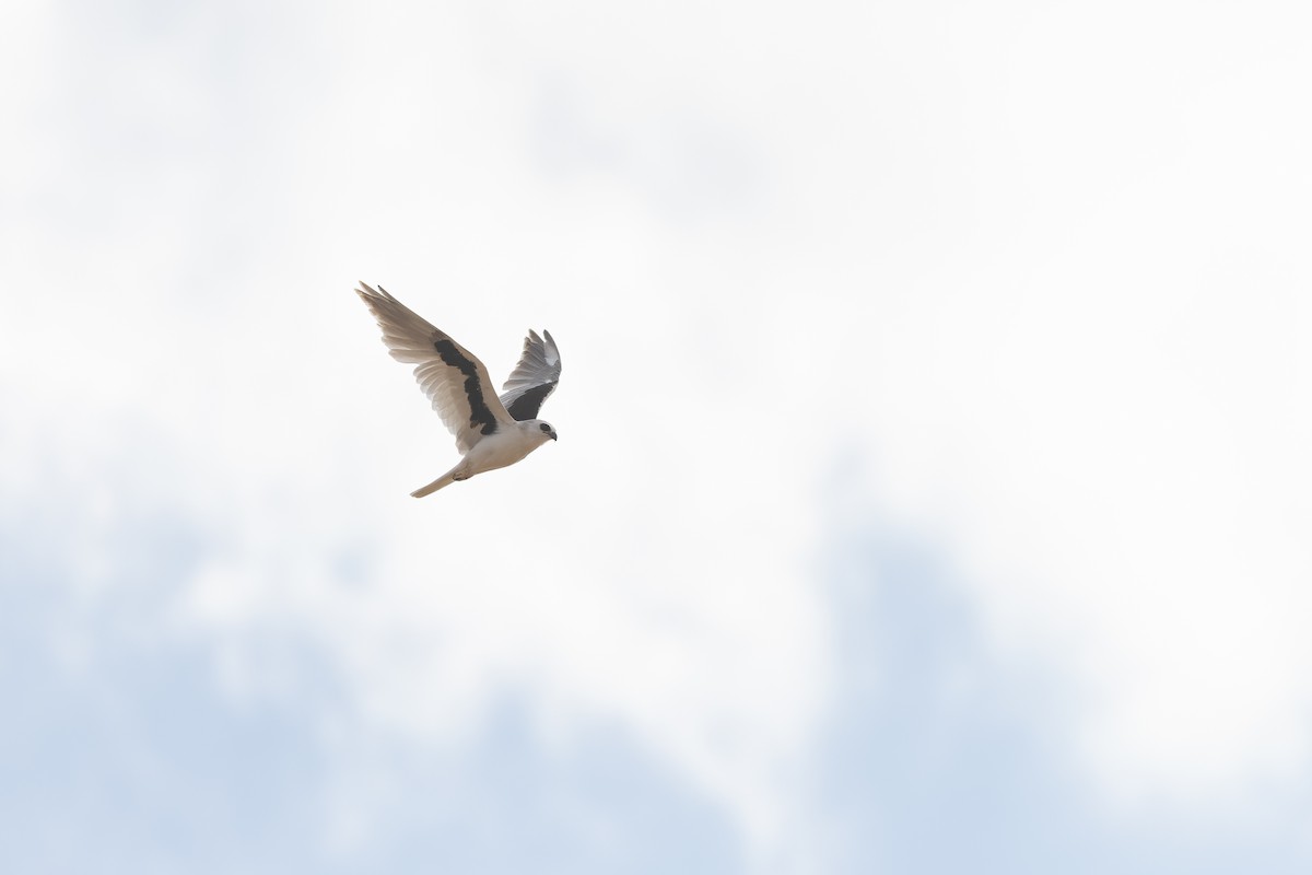 Letter-winged Kite - ML641468472