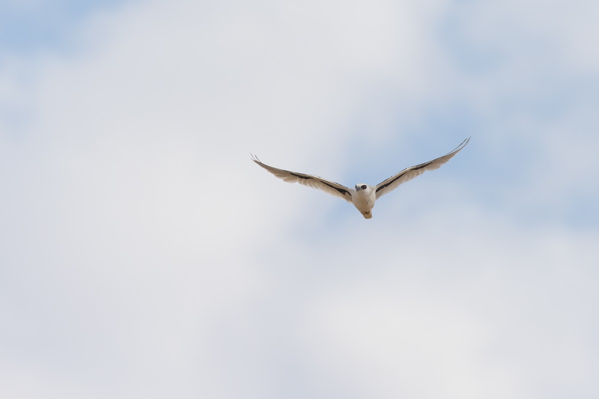 Letter-winged Kite - ML641468473