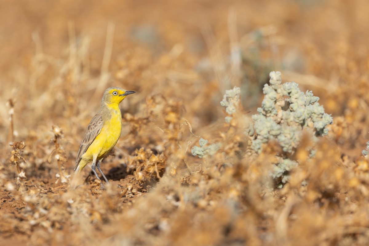 Gibberbird - ML641468486