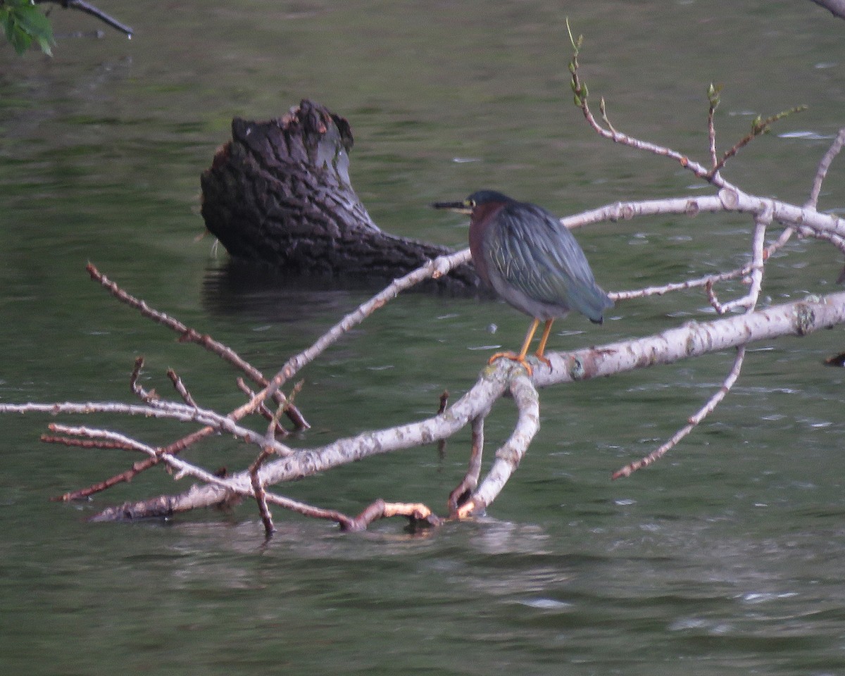 Green Heron - ML641468496