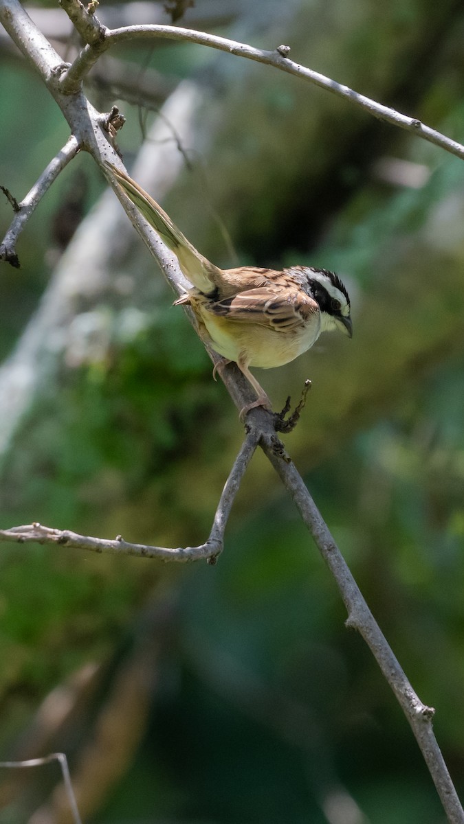 Stripe-headed Sparrow - ML641468502