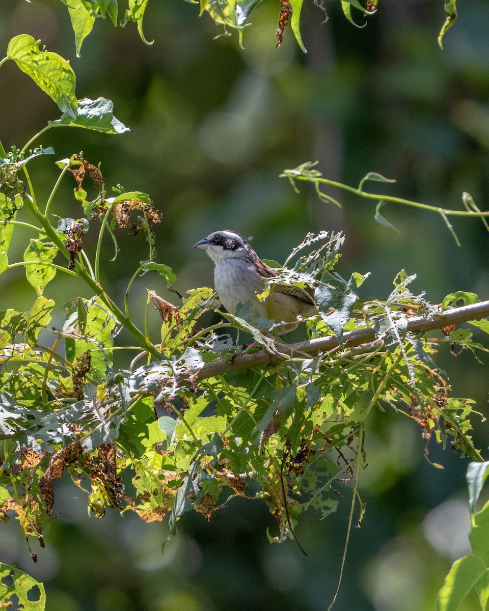 Stripe-headed Sparrow - ML641468504