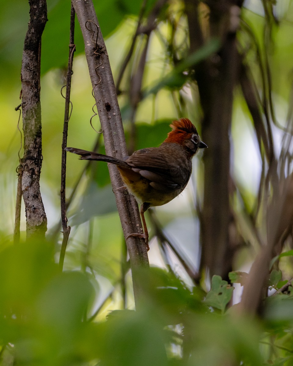 Rusty-crowned Ground-Sparrow - ML641468527