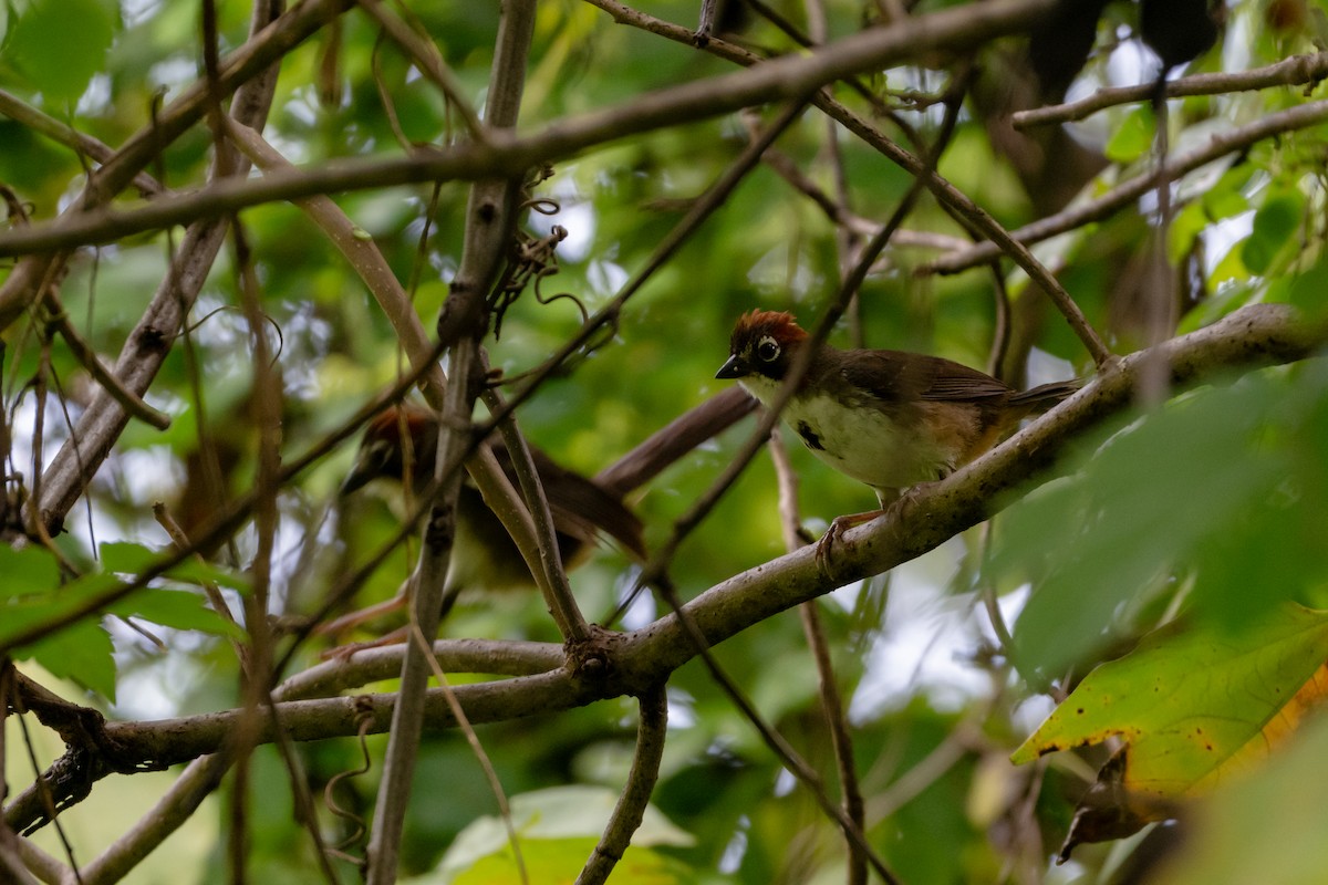 Rusty-crowned Ground-Sparrow - ML641468528