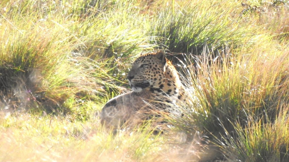 Animals - ML641468534