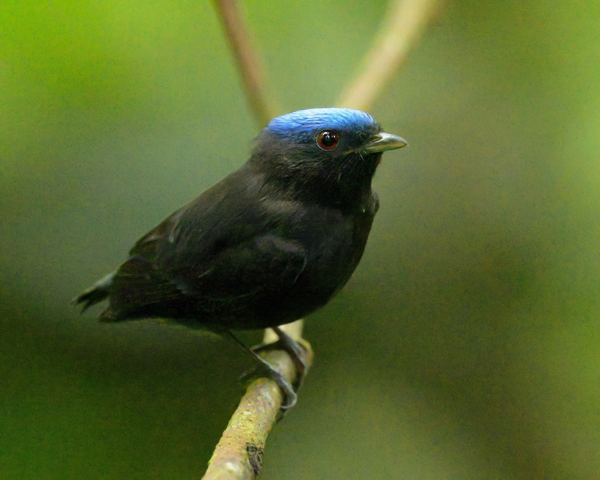 Blue-capped Manakin - ML641468541