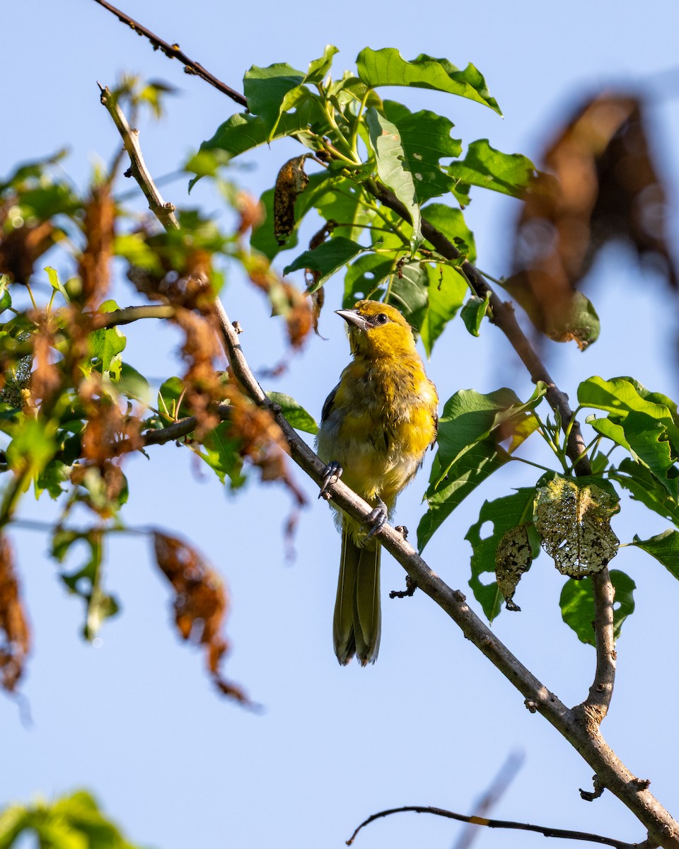 Streak-backed Oriole - ML641468545