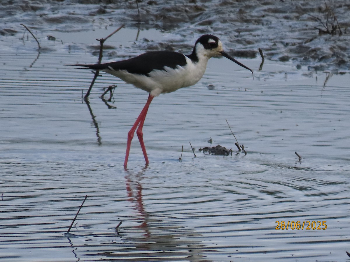 Black-necked Stilt - ML641468546