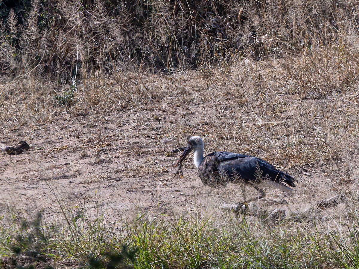 African Woolly-necked Stork - ML641468547