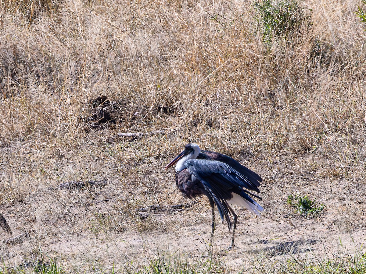 African Woolly-necked Stork - ML641468548
