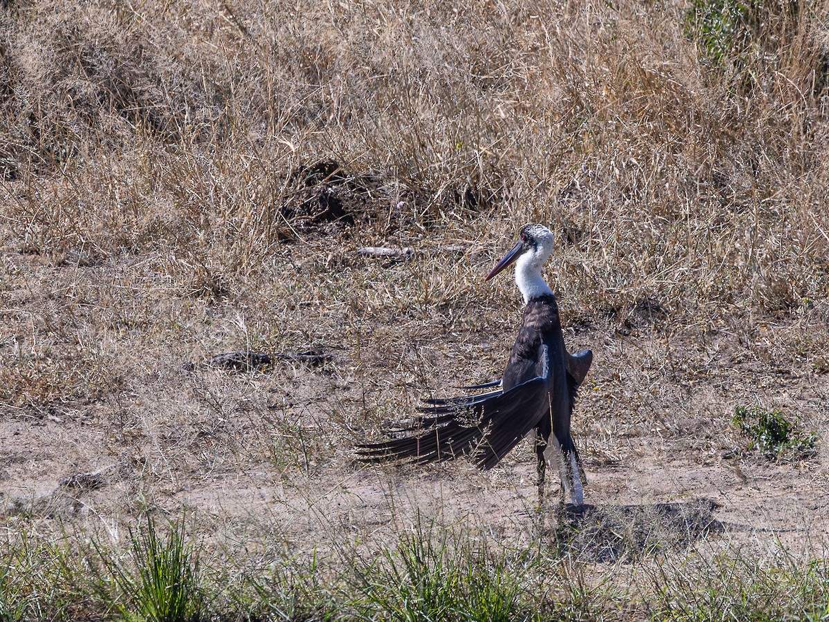 African Woolly-necked Stork - ML641468549