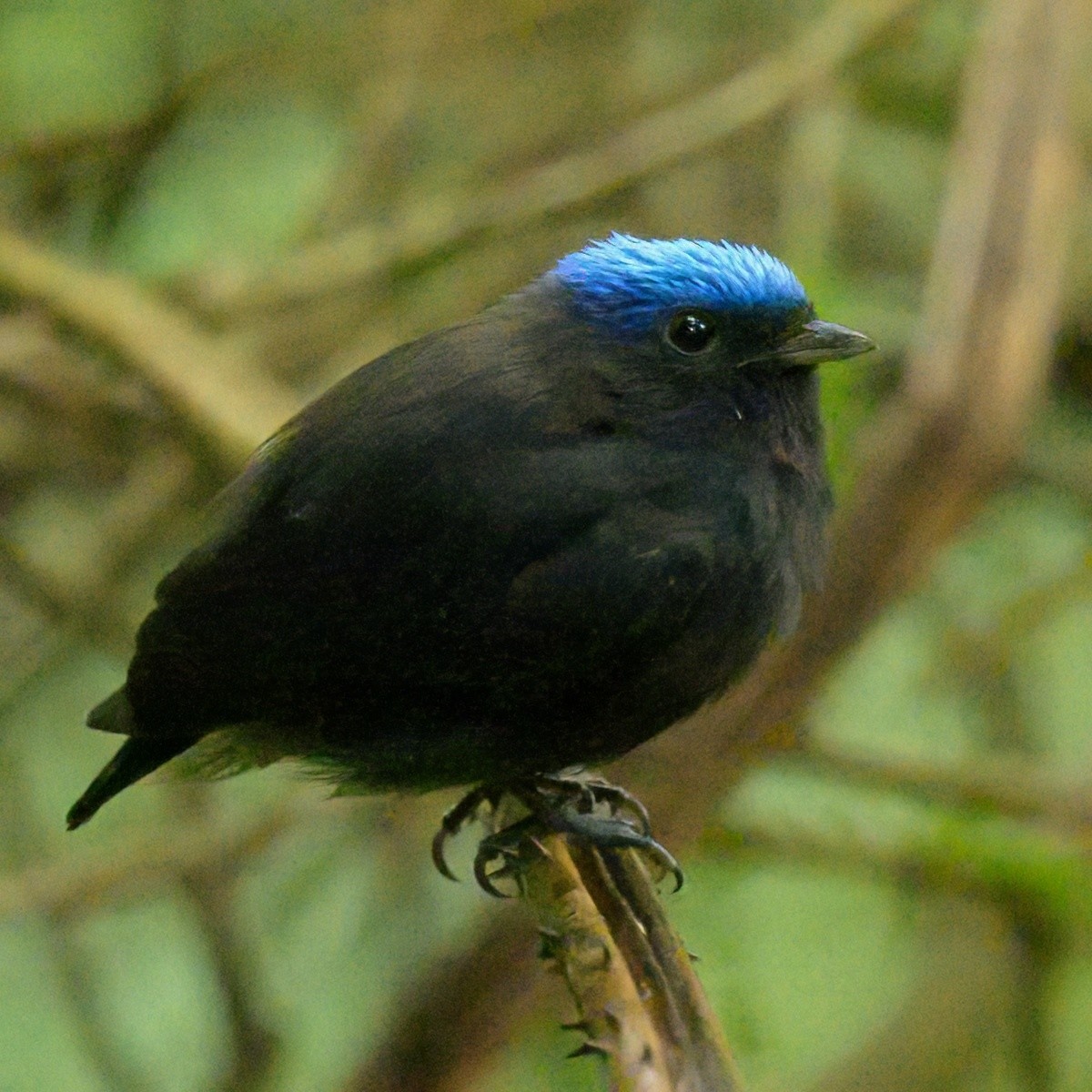 Blue-capped Manakin - ML641468564
