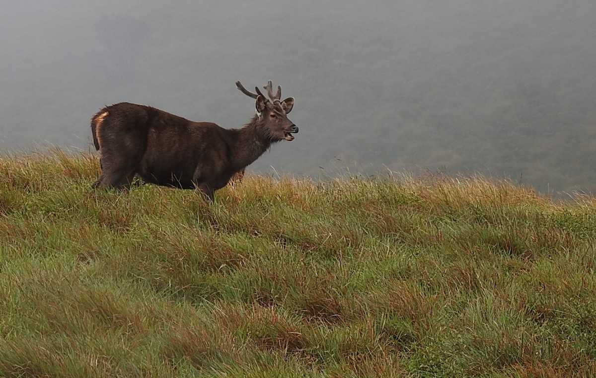 Animals - ML641468569