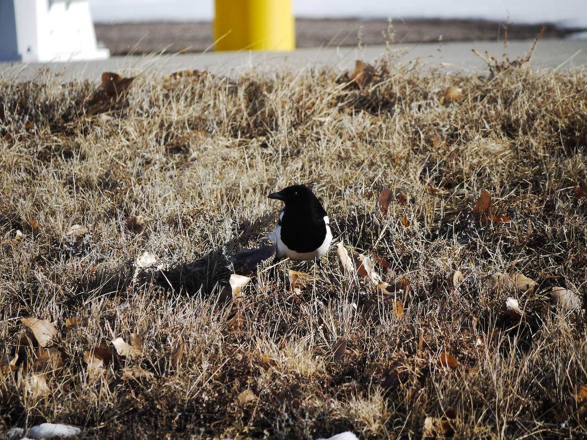 Black-billed Magpie - ML641468576