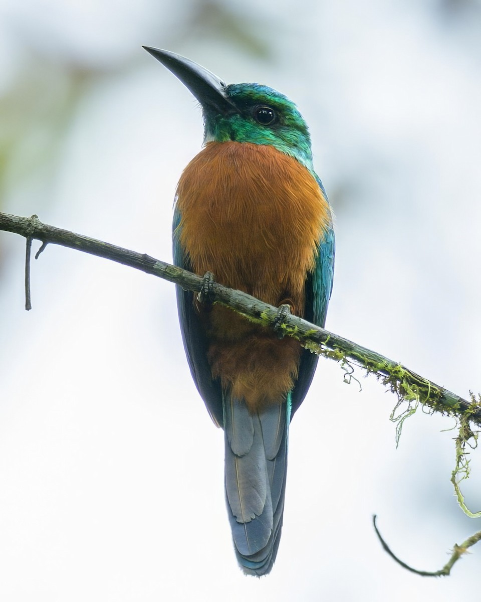Great Jacamar - ML641468586