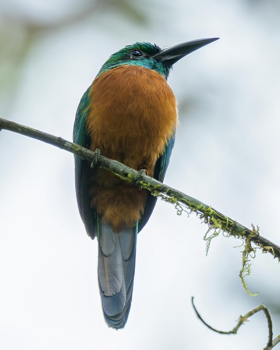 Great Jacamar - ML641468589