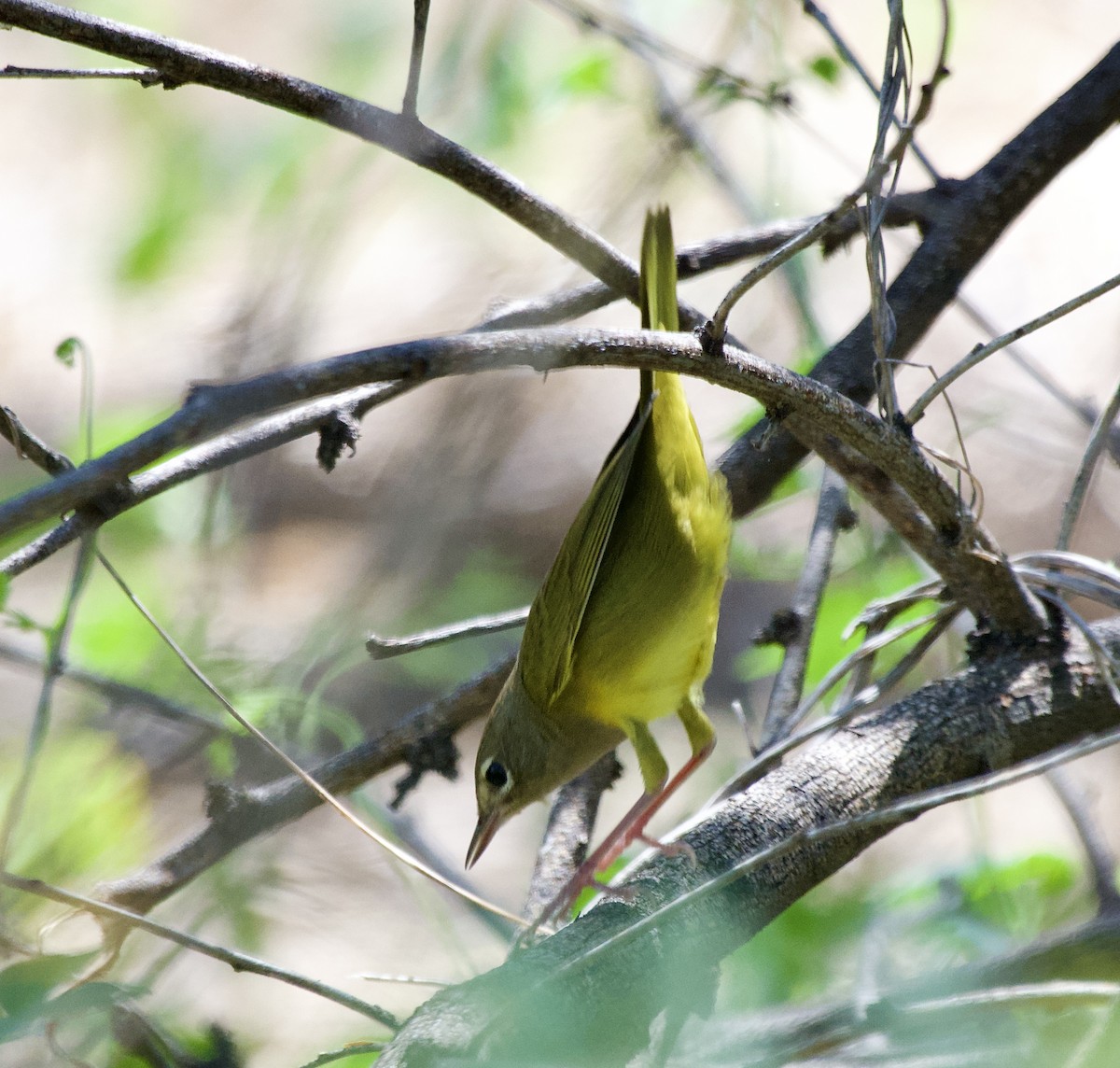 MacGillivray's Warbler - ML641468592