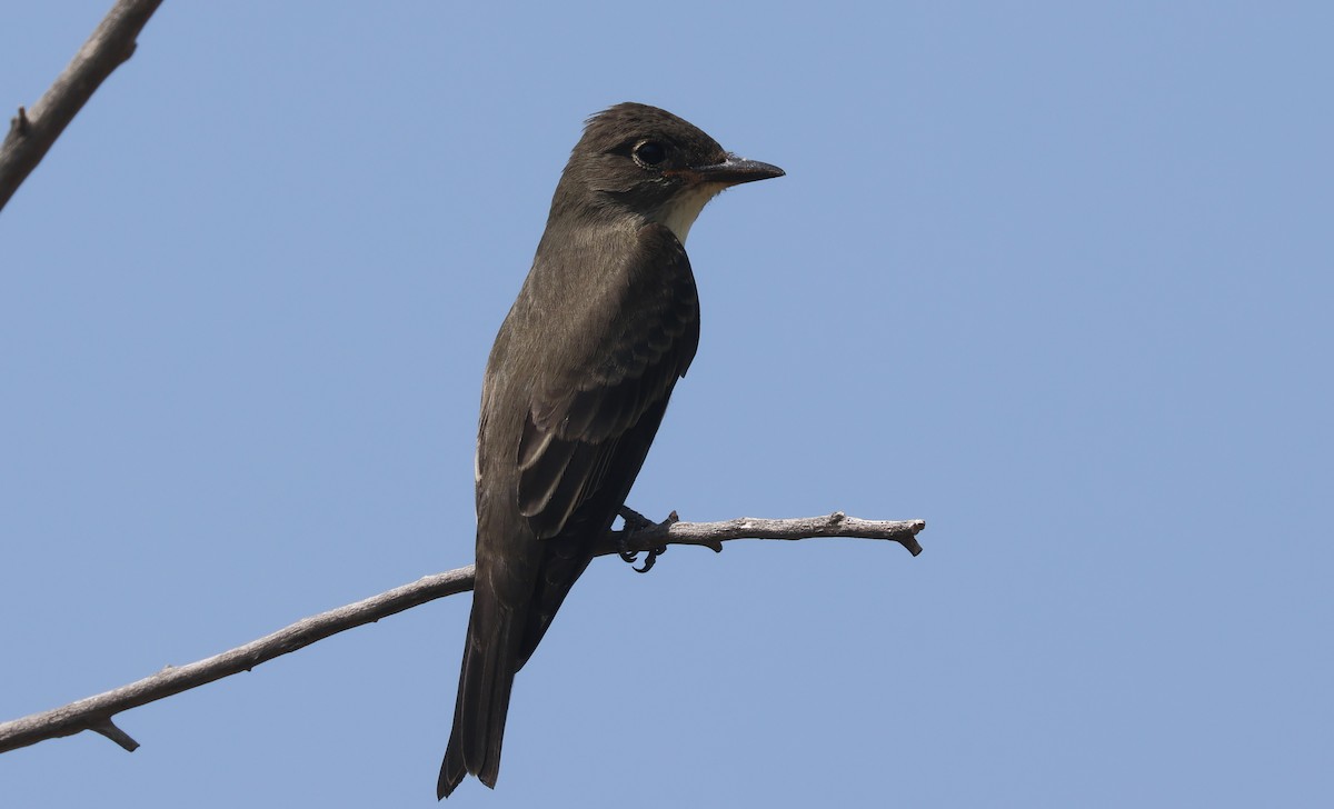 jakkepivi - ML641468609
