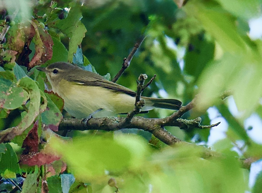 Warbling Vireo - ML641468625