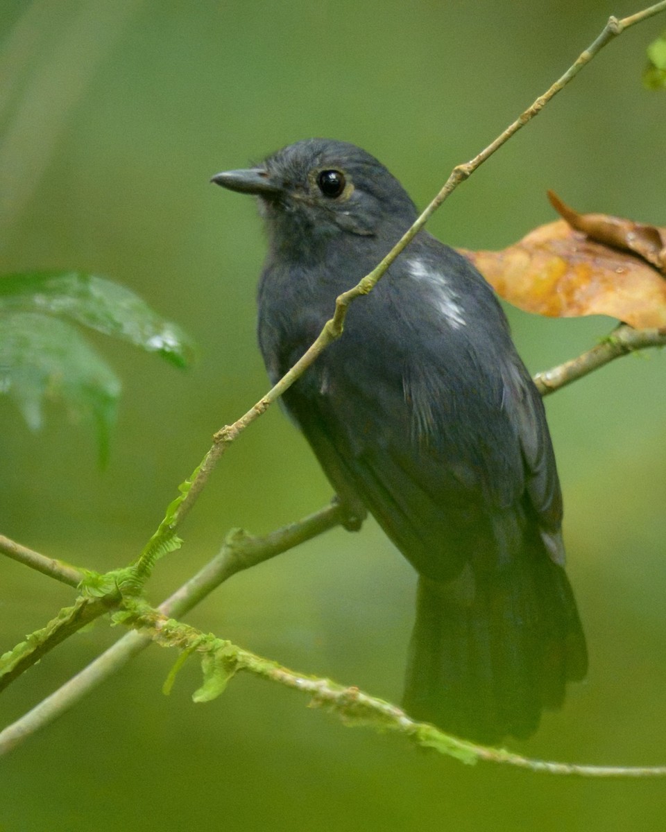 Mouse-colored Antshrike - ML641468626