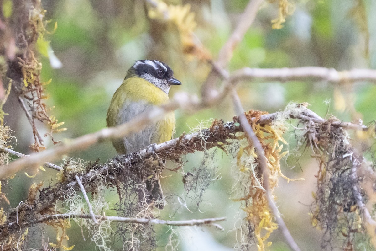 Sooty-capped Chlorospingus - ML641468627