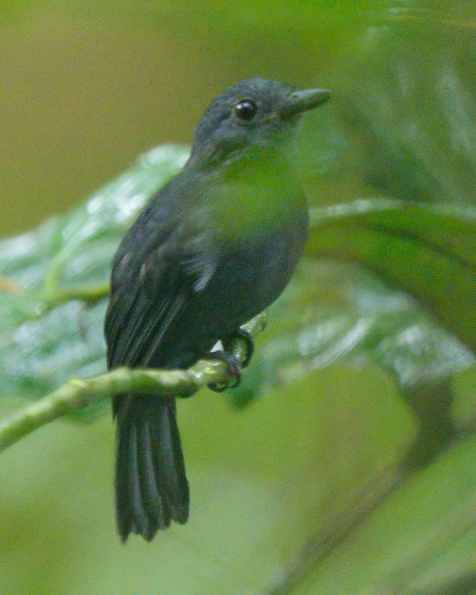 Mouse-colored Antshrike - ML641468628