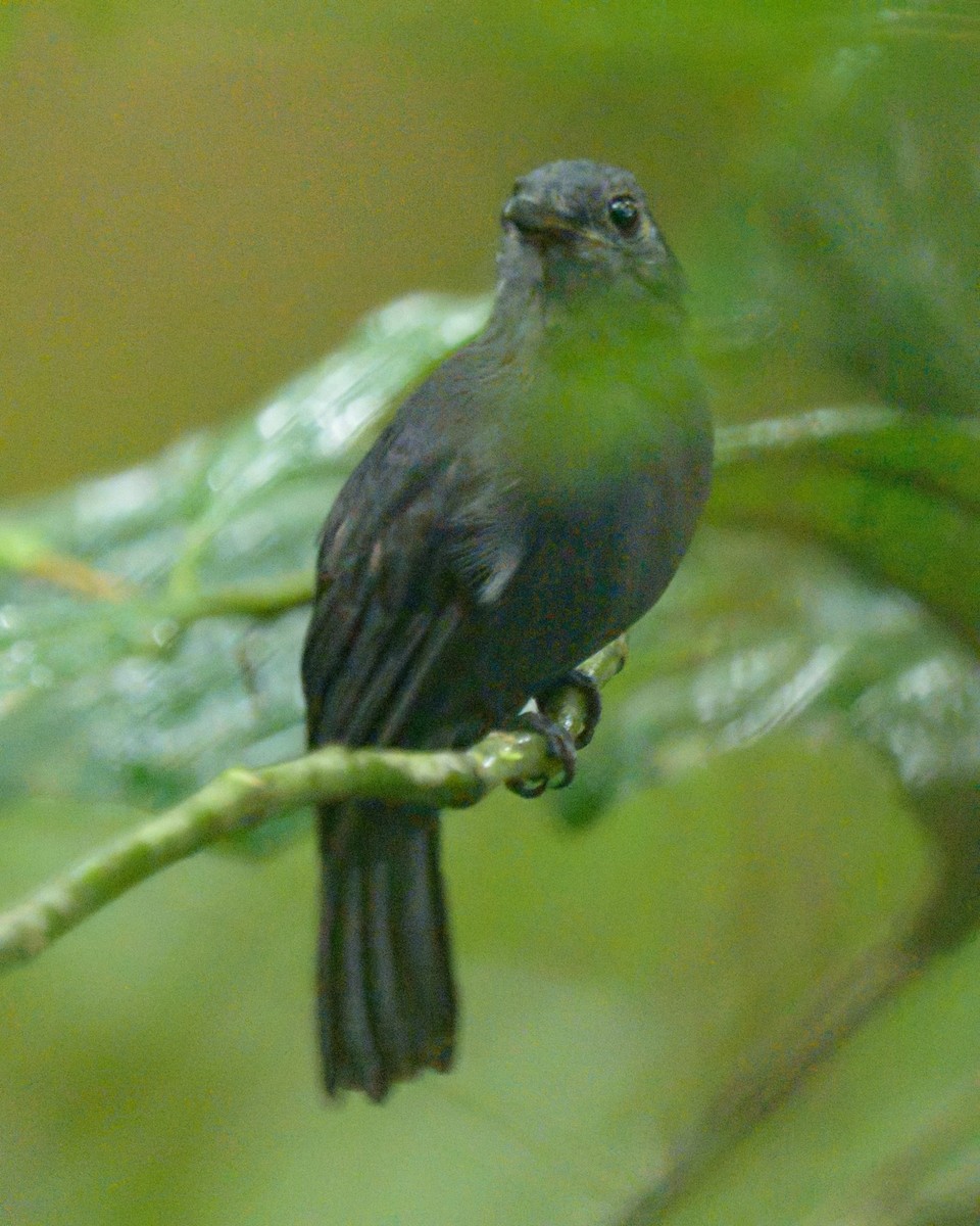Mouse-colored Antshrike - ML641468631