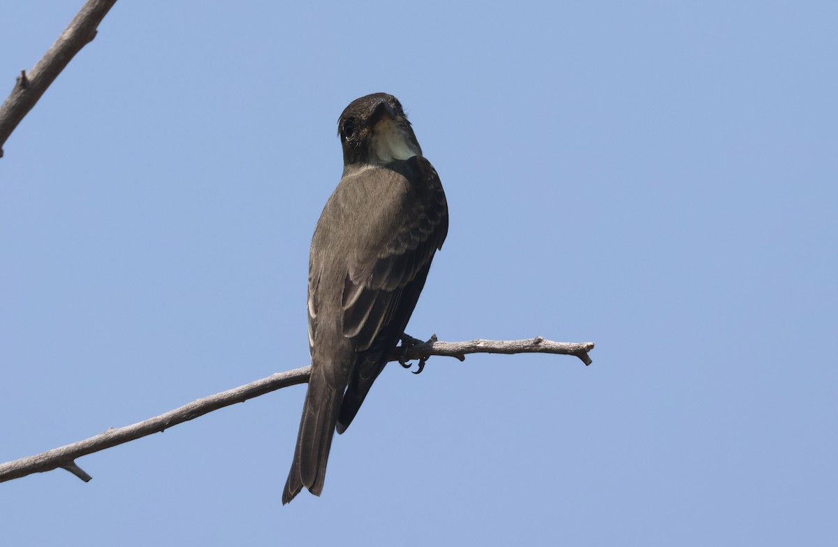 jakkepivi - ML641468667