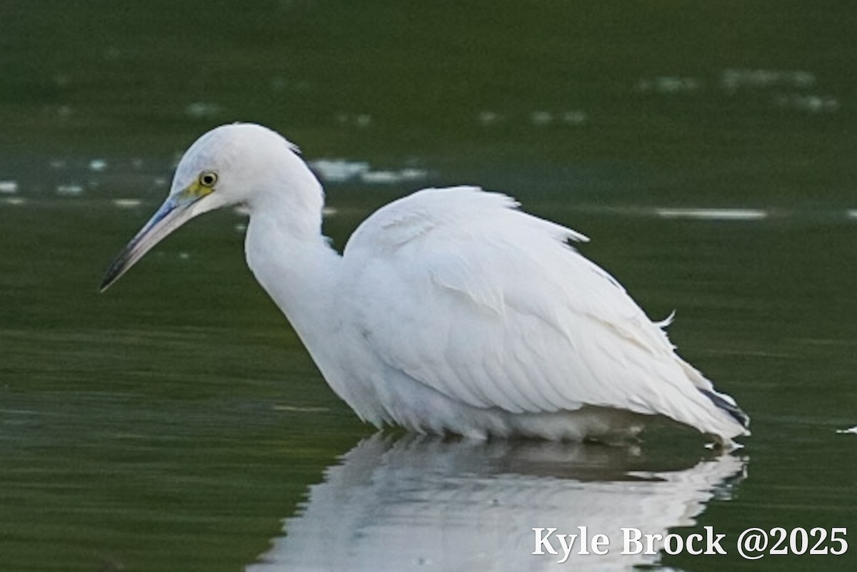 Little Blue Heron - ML641468668