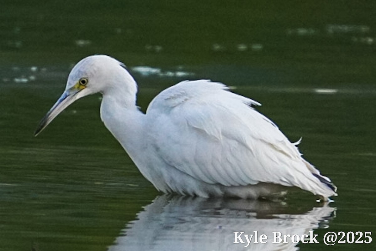 Little Blue Heron - ML641468669