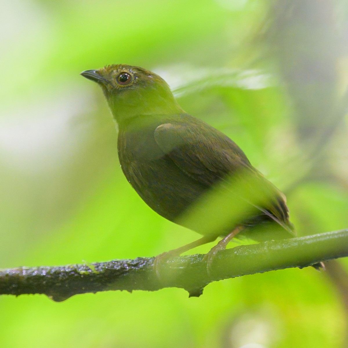 Blue-backed Manakin - ML641468697