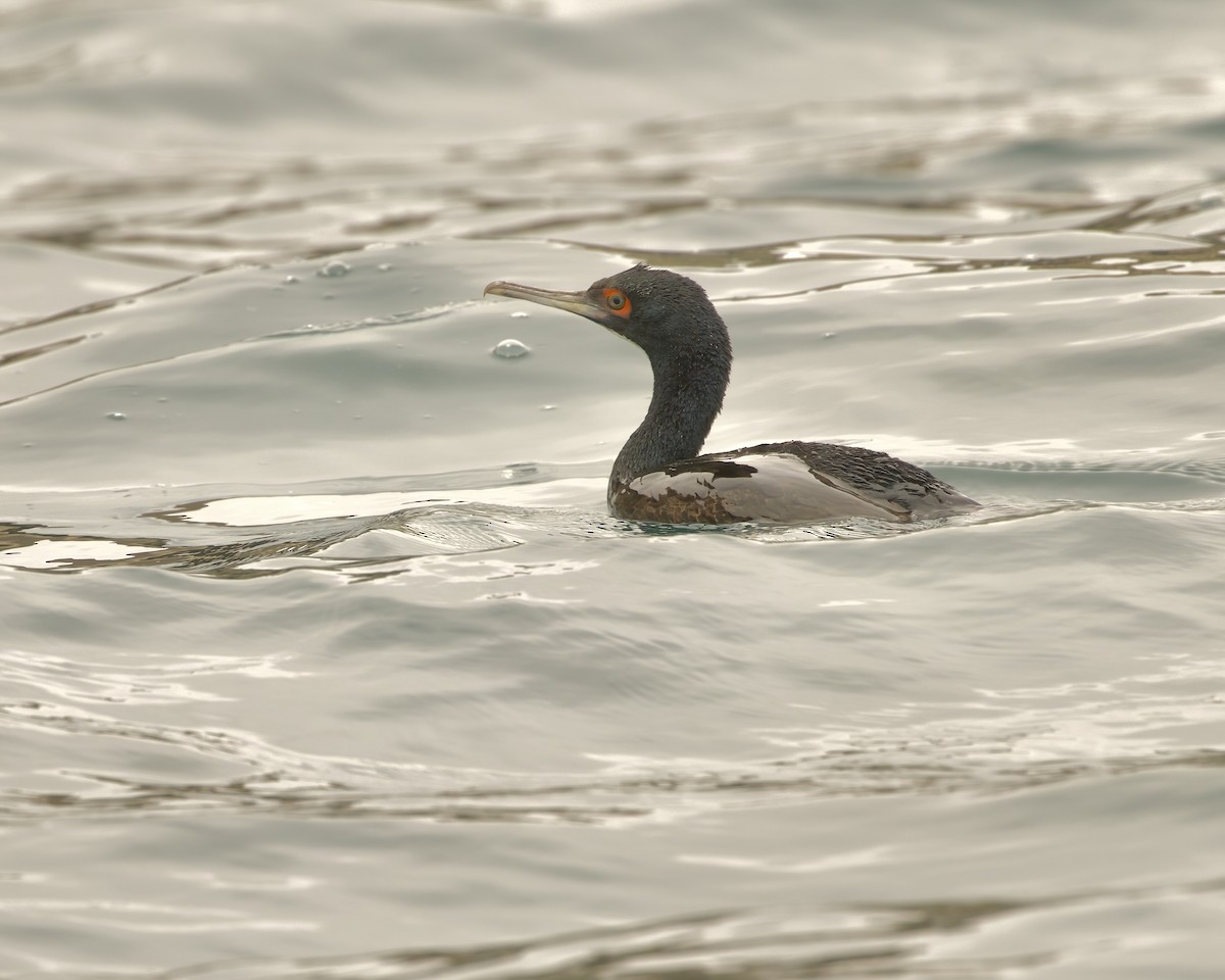 Guanay Cormorant - ML641468698