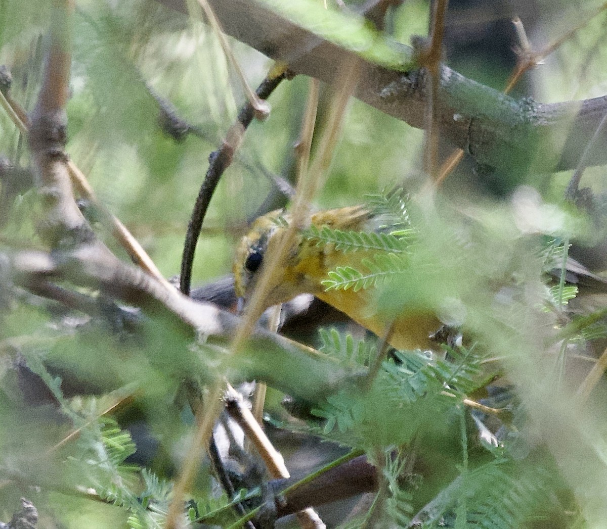 Bullock's Oriole - ML641468721