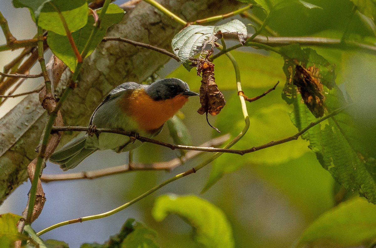 flammeparula - ML641468738