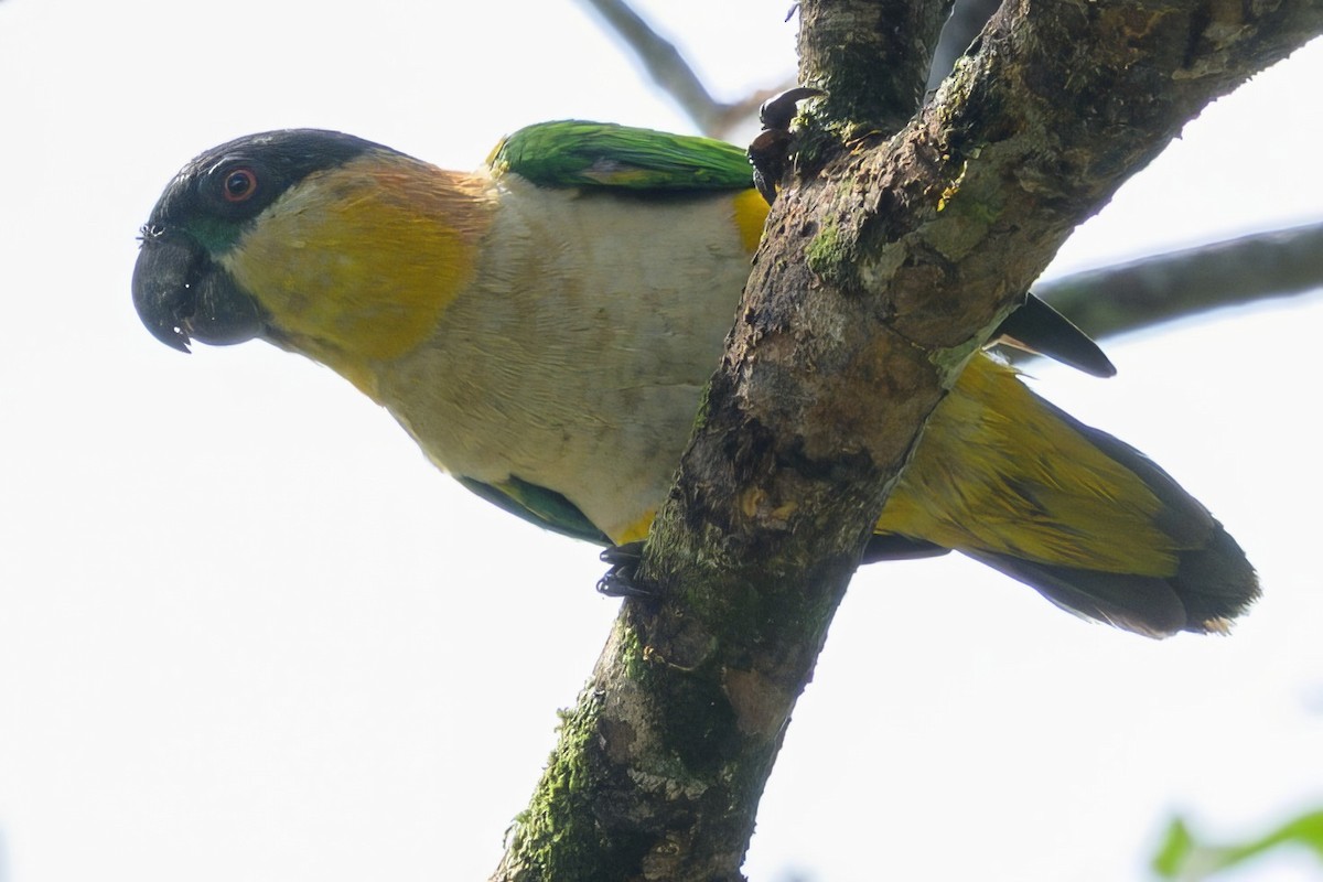 Black-headed Parrot - ML641468739