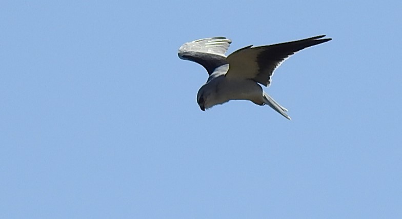 Black-winged Kite - ML641468769