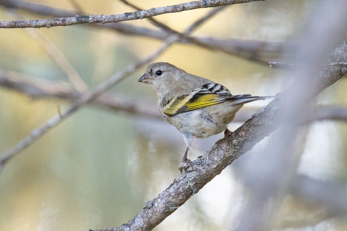 Lawrence's Goldfinch - ML641468790